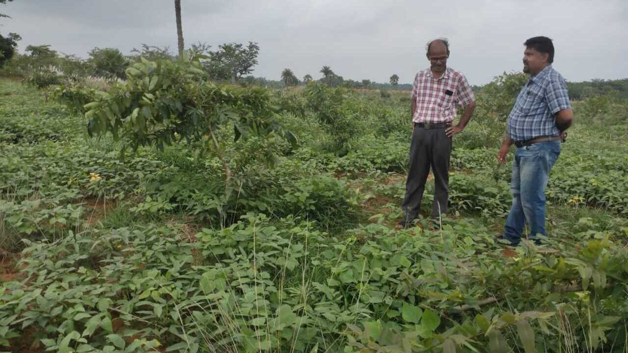 Tasar Host Tree Forest Carbon Project